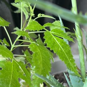 Photo of the plant species Neem by @FabDuranta11 named Clooney on Greg, the plant care app