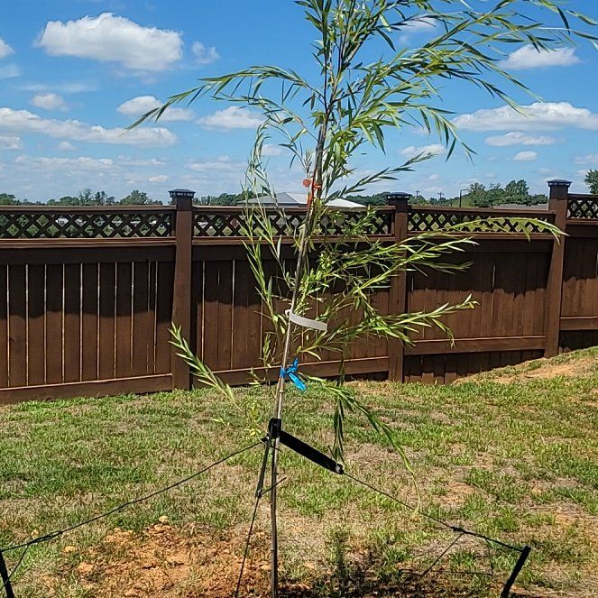 Photo of the plant species Corkscrew Willow by @BonusTule0 named Willow on Greg, the plant care app