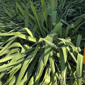 Photo of the plant species Adam's Needle by @HomelyComet34 named ChloroPhil on Greg, the plant care app