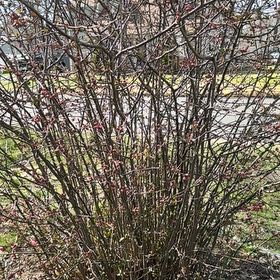 Photo of the plant species Western Redbud by @HomelyComet34 named LiloStitch on Greg, the plant care app