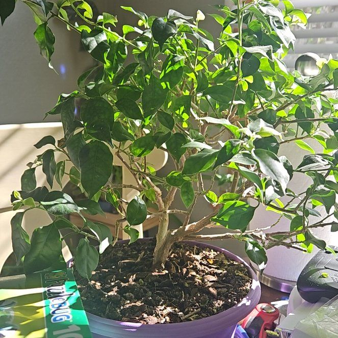 Photo of the plant species Bougainvillea by @ZealfulLichen77 named Denali on Greg, the plant care app