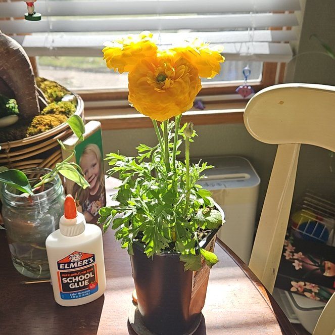 Photo of the plant species Persian Buttercup by @ZealfulLichen77 named Planty on Greg, the plant care app