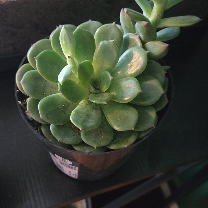 Photo of the plant species Echeveria 'Elfstone' by @HipChards21 named LiloStitch on Greg, the plant care app