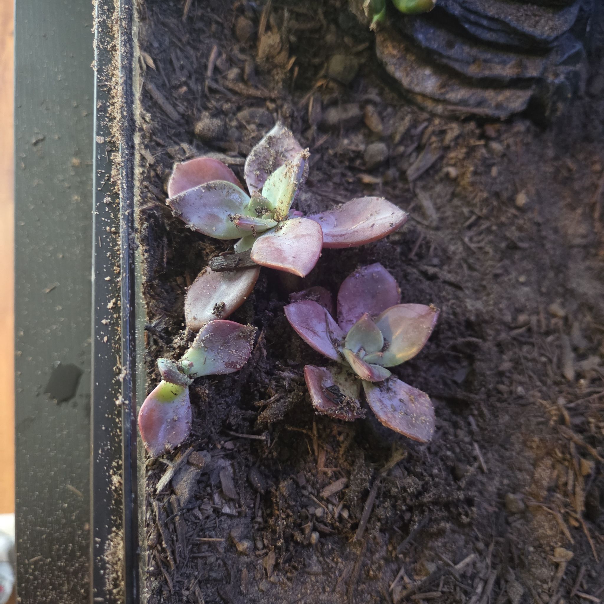 Photo of the plant species Graptoveria 'Jacaranda' by @HipChards21 named Foxxy on Greg, the plant care app