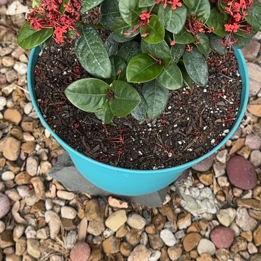 Photo of the plant species Chinese Ixora by @ZanyChichipe11 named Pax on Greg, the plant care app