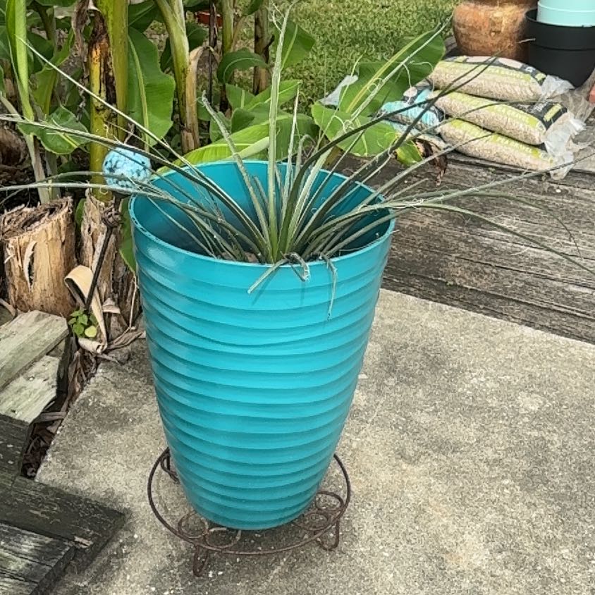 Photo of the plant species Red Yucca by @ZanyChichipe11 named Bella on Greg, the plant care app