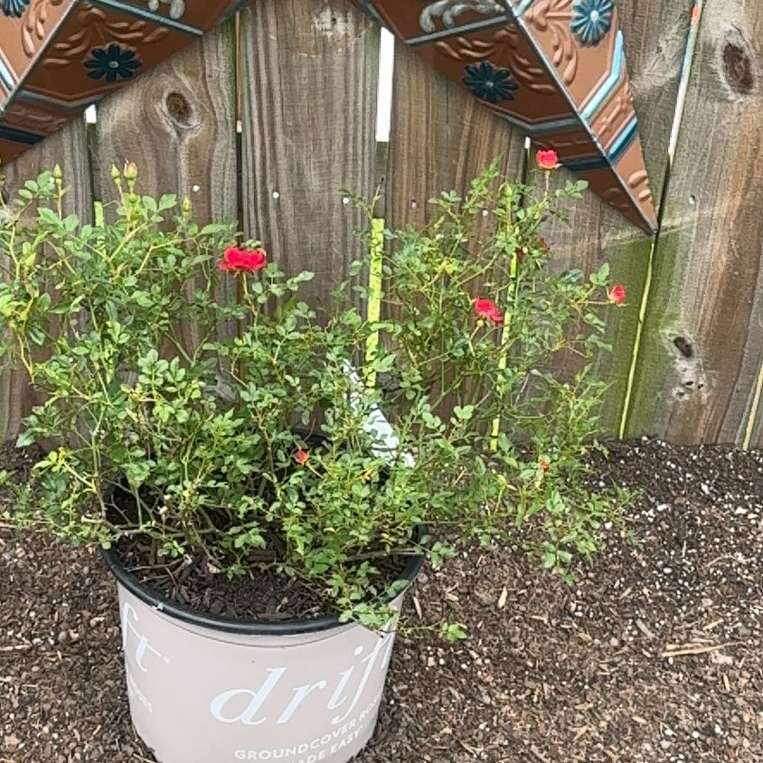Photo of the plant species Red Drift Rose by @ZanyChichipe11 named Leonardo on Greg, the plant care app