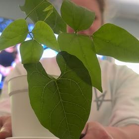 Photo of the plant species Catalpa by @AgelessMikimiki named Muhammad Ali on Greg, the plant care app
