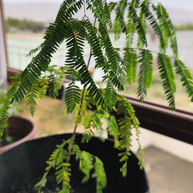 Photo of the plant species Silk Tree by @TopHollyhock53 named Messi on Greg, the plant care app
