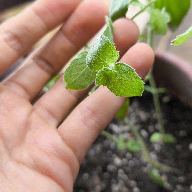 Photo of the plant species Moroccan Mint by @TopHollyhock53 named Zeus on Greg, the plant care app