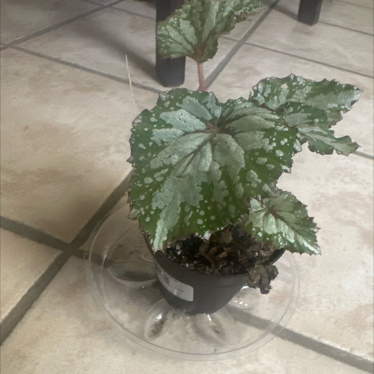 Photo of the plant species Exotic Angel by @HappyMachofern5 named Doja Cat on Greg, the plant care app