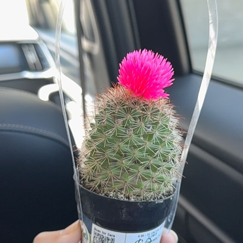 Photo of the plant species cactus by @OpenlyPuka44 named Dolores on Greg, the plant care app