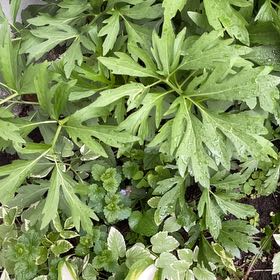 Photo of the plant species Coneflower by @NeatKingfern79 named Peter Parker on Greg, the plant care app