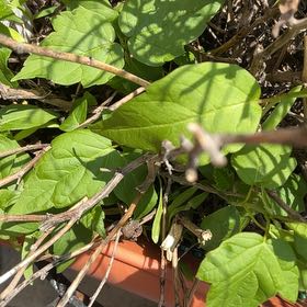 Photo of the plant species Basella Alba by @NeatKingfern79 named Rihanna on Greg, the plant care app
