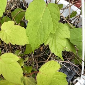 Photo of the plant species Box Elder by @NeatKingfern79 named Daphne on Greg, the plant care app