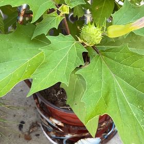 Photo of the plant species Devil's Apple by @NeatKingfern79 named Rainier on Greg, the plant care app