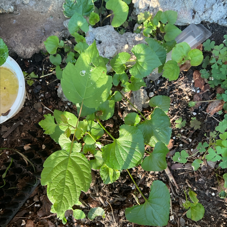 Photo of the plant species Coneflower by @NeatKingfern79 named Peter Parker on Greg, the plant care app