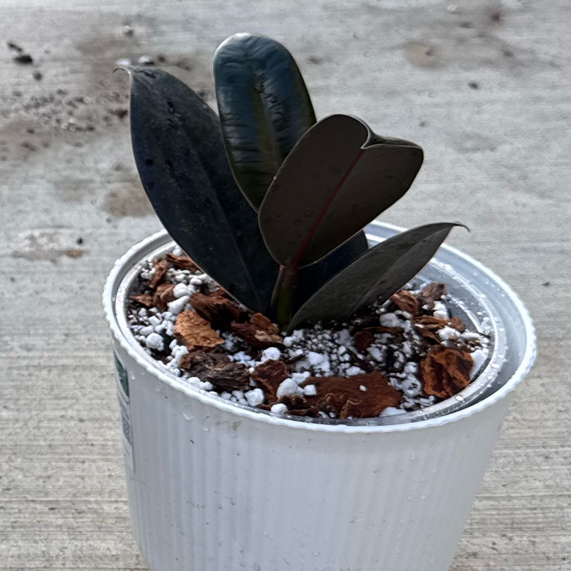 Photo of the plant species Ficus burgundy by @Natsplants_ named Lola on Greg, the plant care app