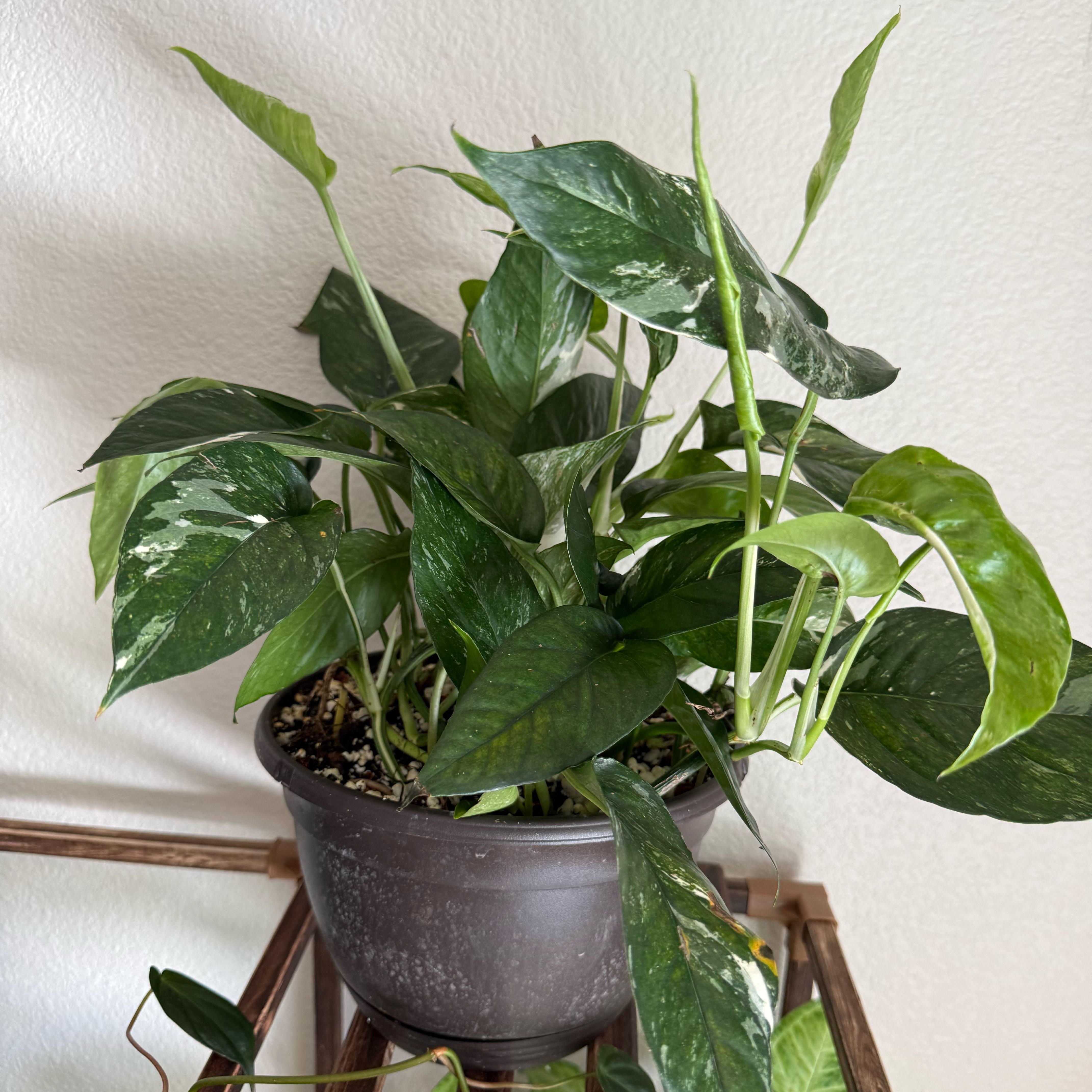 Photo of the plant species Albo Epipremnum Pinnatum by @Natsplants_ named Michelle Branch on Greg, the plant care app