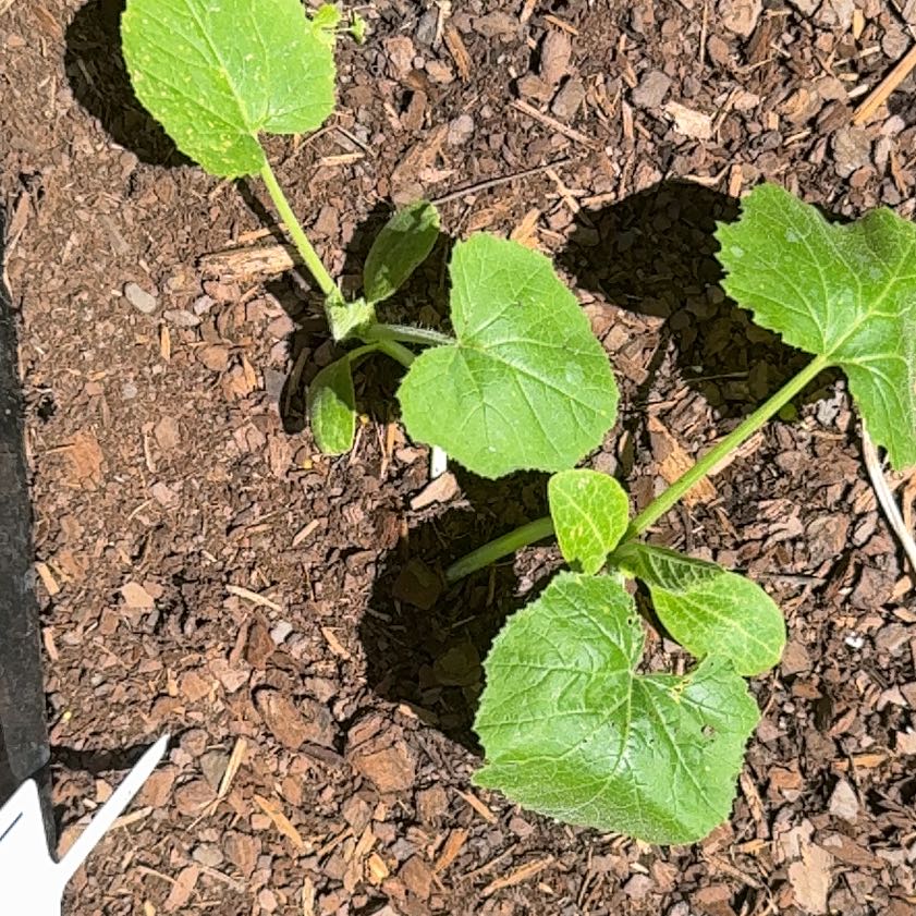 Photo of the plant species Summer Squash by @AceSuriana74 named Clooney on Greg, the plant care app