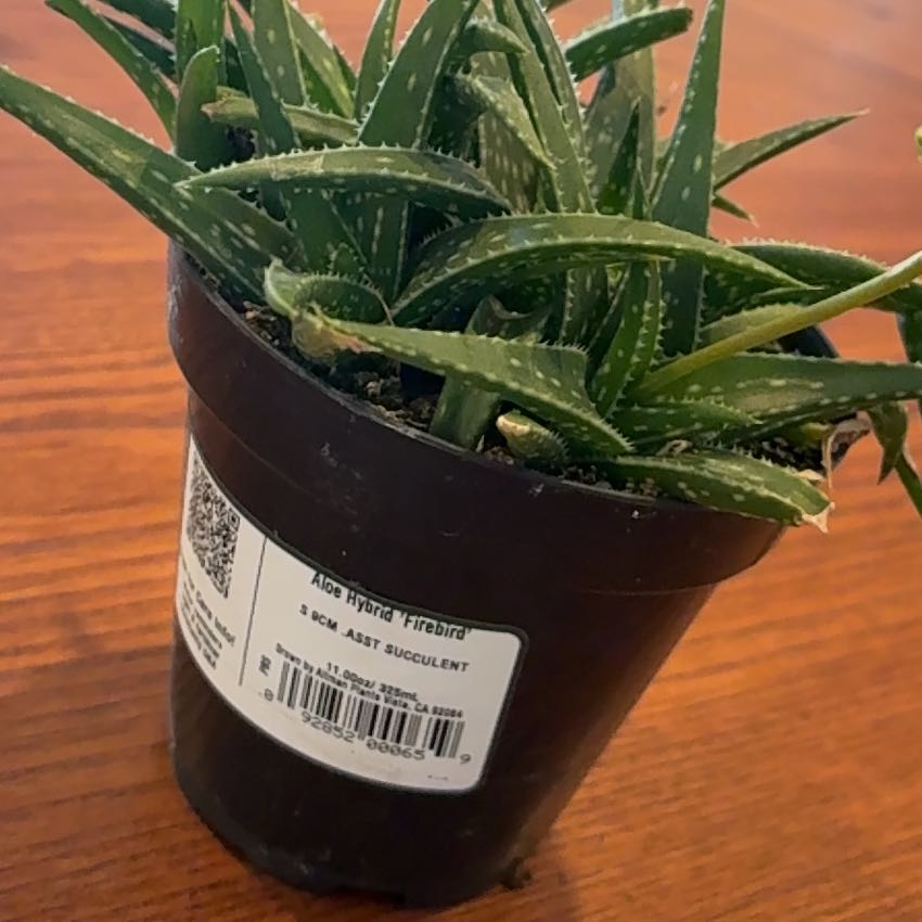 Photo of the plant species Aloe 'Firebird' by @UnbrokenBibi31 named Baizhu on Greg, the plant care app