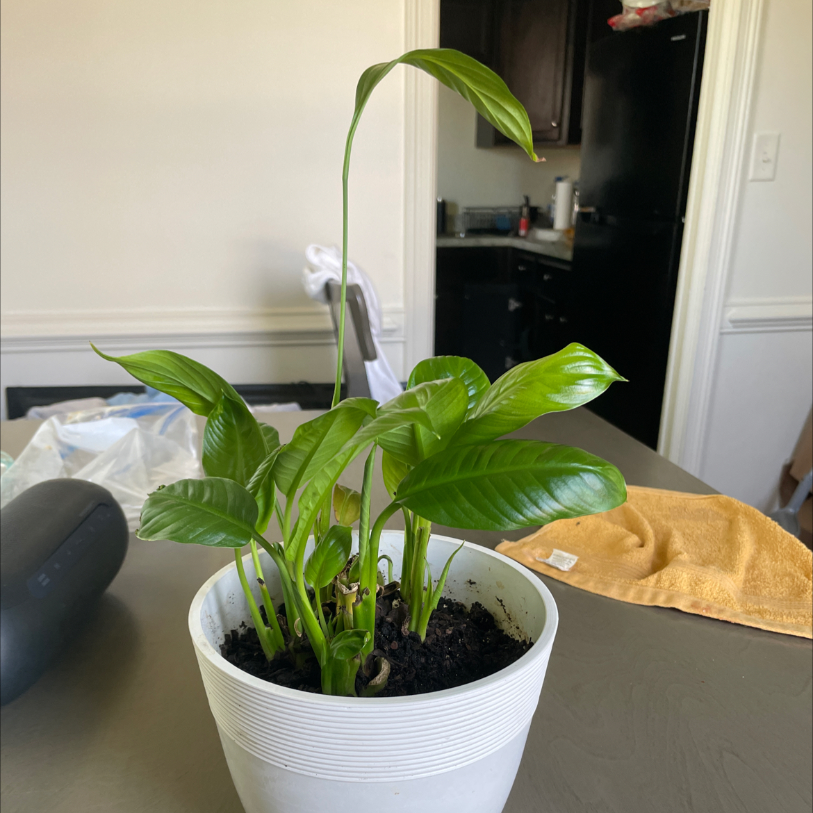Photo of the plant species Platinum Mist Peace Lily by @SageFanpalm11 named Laura on Greg, the plant care app