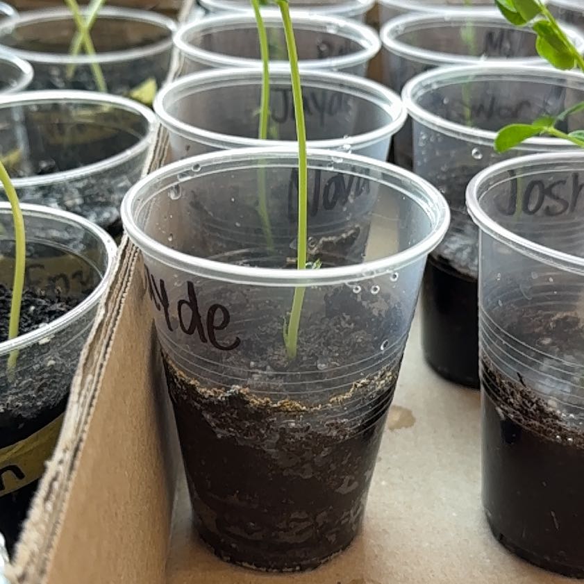 Photo of the plant species Common Bean by @Teachingplants9 named Cayde on Greg, the plant care app