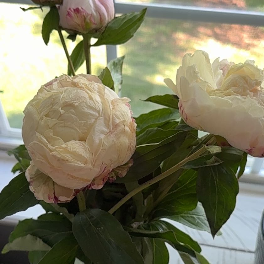 Photo of the plant species Chinese Peony by @Teachingplants9 named Keanu Leaves on Greg, the plant care app