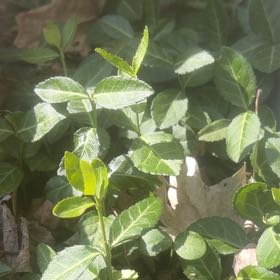 Photo of the plant species Fortune's Spindle by @BuddingColeus43 named Captain Plant-it on Greg, the plant care app