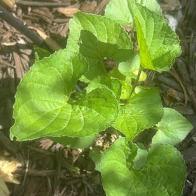 Photo of the plant species Common Blue Violet by @BuddingColeus43 named Robert Plant on Greg, the plant care app
