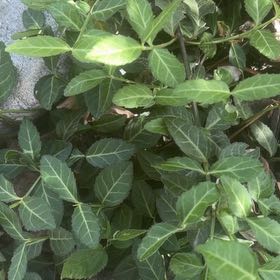 Photo of the plant species Fortune's Spindle by @BuddingColeus43 named Wall-E on Greg, the plant care app