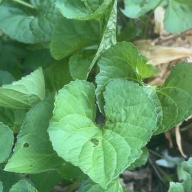 Photo of the plant species Common Blue Violet by @BuddingColeus43 named Aristotle on Greg, the plant care app
