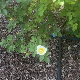Photo of the plant species Scotch Rose by @BuddingColeus43 named Morgan Treeman on Greg, the plant care app