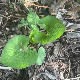 Photo of the plant species Common Blue Violet by @BuddingColeus43 named Surya on Greg, the plant care app