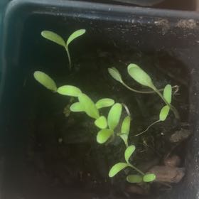 Photo of the plant species Dwarf Marigold by @BuddingColeus43 named Anne on Greg, the plant care app