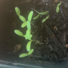 Photo of the plant species Dwarf Marigold by @BuddingColeus43 named Sproutacus on Greg, the plant care app