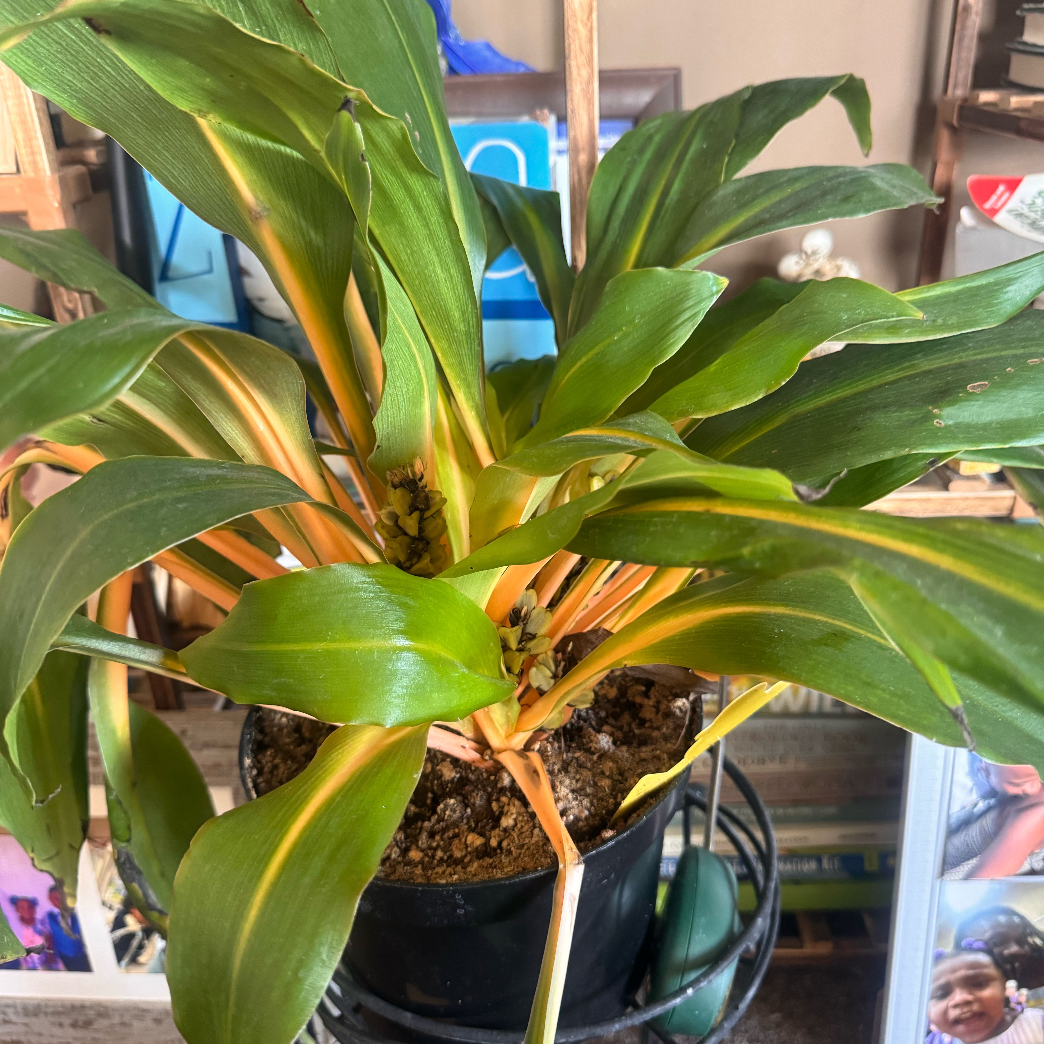 Photo of the plant species orange mandarin plant by @WittyCooperi86 named Ronaldo on Greg, the plant care app