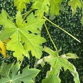 Photo of the plant species Papaya by @WittyCooperi86 named Harmony on Greg, the plant care app
