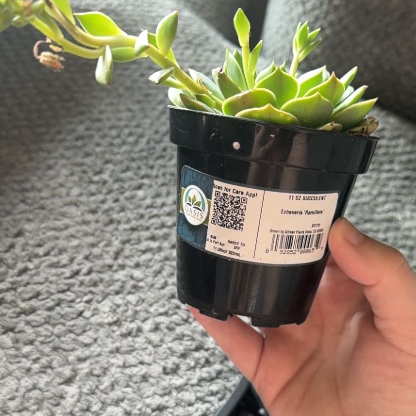 Photo of the plant species Echeveria Ramillette by @YesCapemay13 named lilo on Greg, the plant care app