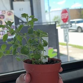 Photo of the plant species Italian oregano by @LoyallyLovage18 named Bruce Lee on Greg, the plant care app