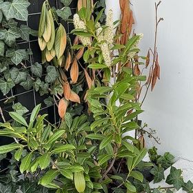 Photo of the plant species Cherry Laurel by @LegitKoa38 named Pax on Greg, the plant care app