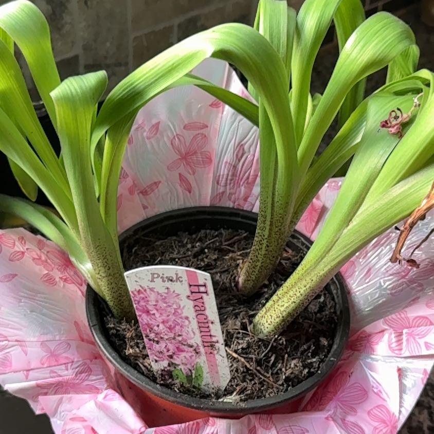 Photo of the plant species Hyacinth by @OpulentChosmo86 named Stella on Greg, the plant care app