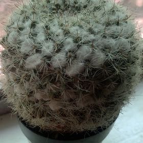 Photo of the plant species Owl's Eye Cactus by @TruePecan2 named Lunaaaa pumm on Greg, the plant care app
