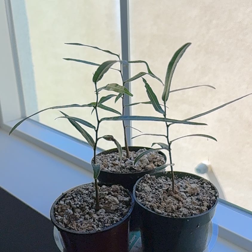 Photo of the plant species Queensland Bottle Tree by @GreatTimeout15 named Elina on Greg, the plant care app