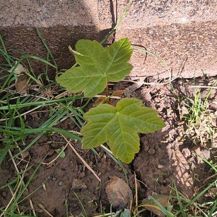 Photo of the plant species Sycamore Maple by @GoldenShallot57 named Gobi on Greg, the plant care app