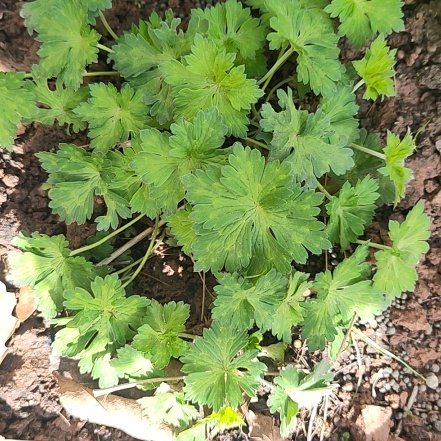 Photo of the plant species Bigroot Geranium by @GoldenShallot57 named Sir Plancelot on Greg, the plant care app