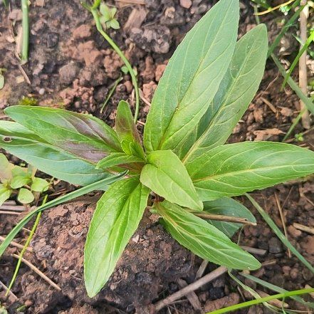 Photo of the plant species Square-Stemmed Willowherb by @GoldenShallot57 named Kobe on Greg, the plant care app
