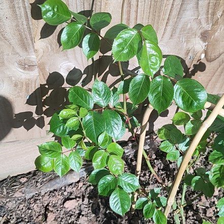 Photo of the plant species Rosa 'Gardeners Glory' by @GoldenShallot57 named Mochi on Greg, the plant care app