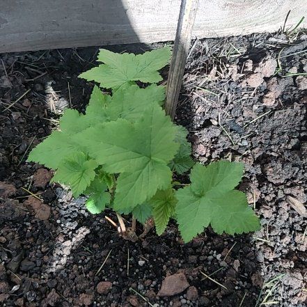 Photo of the plant species Black Currant by @GoldenShallot57 named Fernie Mercury on Greg, the plant care app