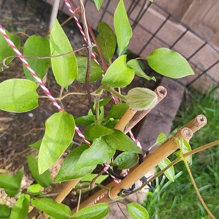 Photo of the plant species Bluebill by @GoldenShallot57 named Einstein on Greg, the plant care app